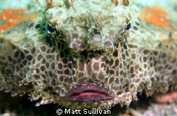 Polkadot Batfish by Matt Sullivan 
